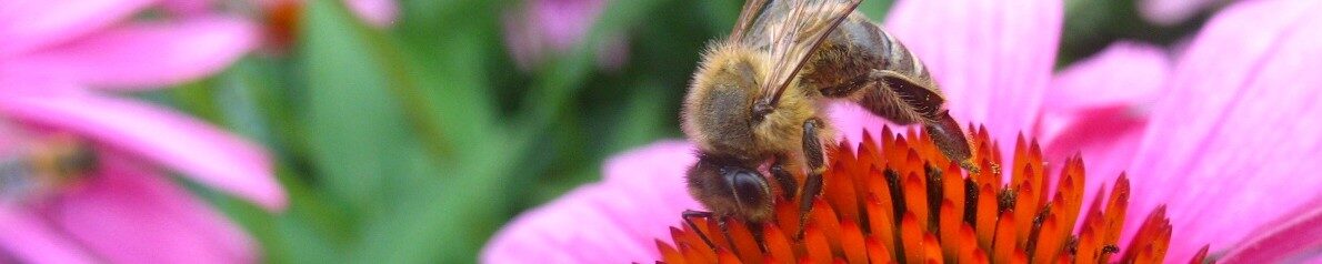 Včelařství Libor Blinka